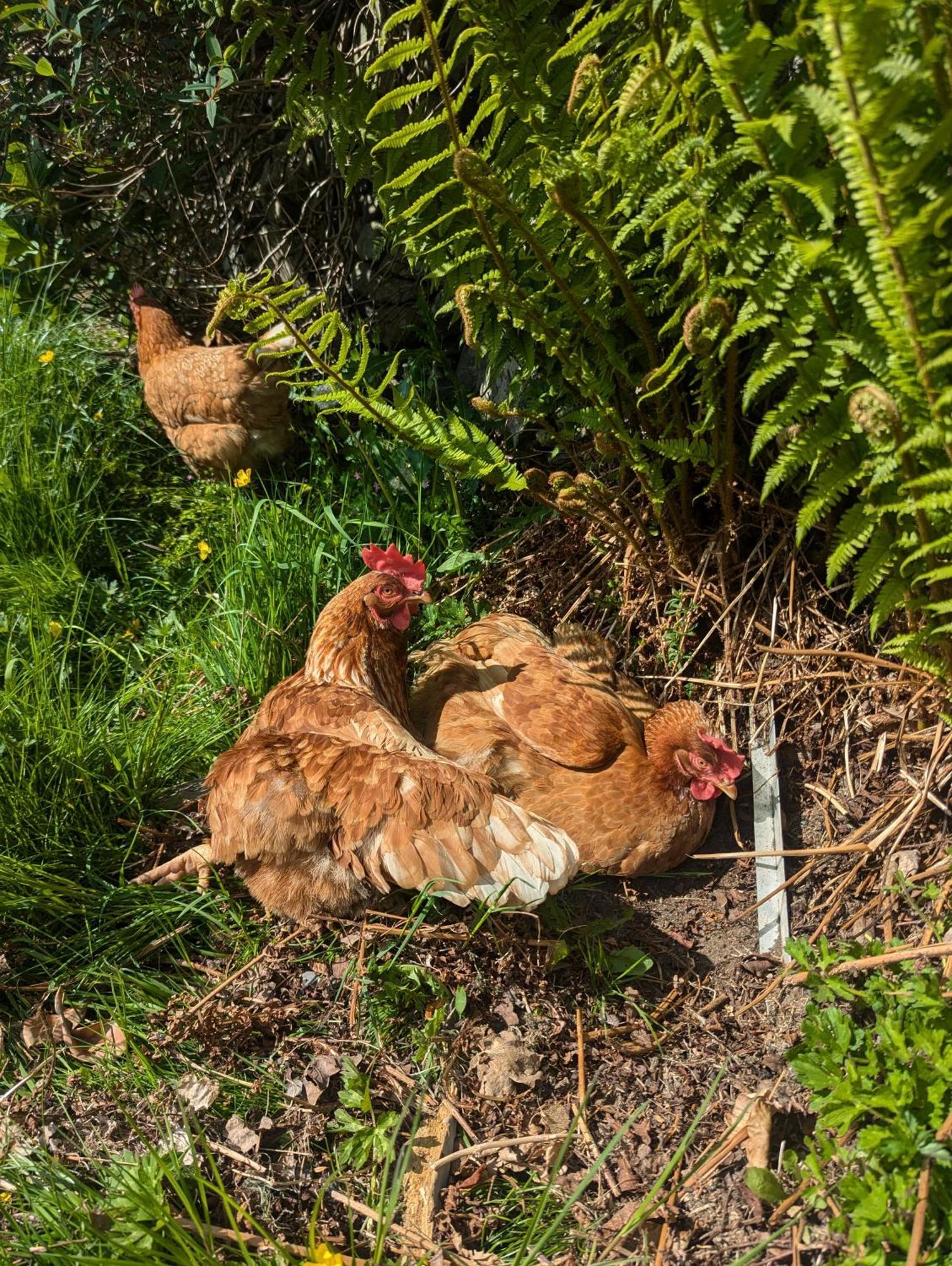 Pandy Farm - Waen Fechan 多尔盖罗 外观 照片